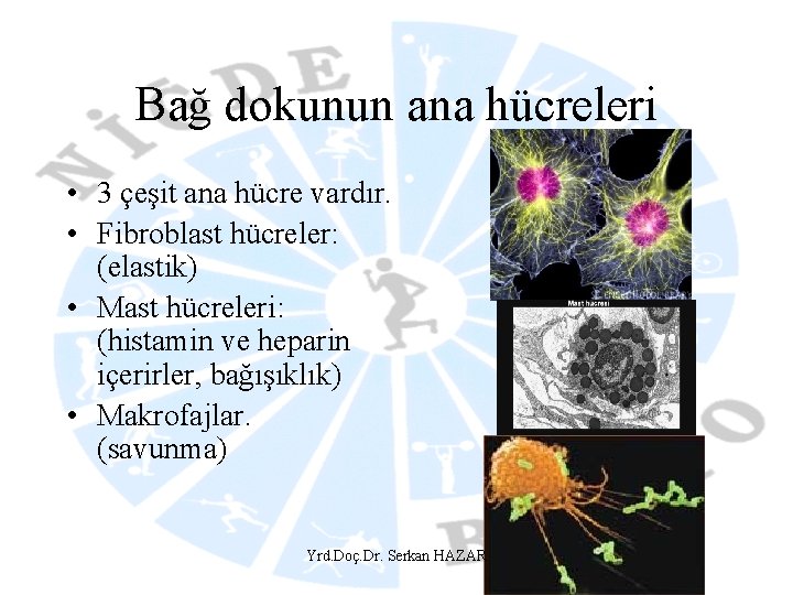 Bağ dokunun ana hücreleri • 3 çeşit ana hücre vardır. • Fibroblast hücreler: (elastik)