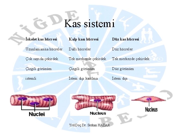 Kas sistemi İskelet kas hücresi Kalp kası hücresi Düz kas hücresi Uzunlamasına hücreler Dallı