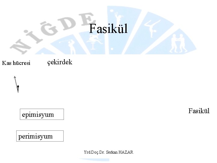 Fasikül Kas hücresi çekirdek Fasikül epimisyum perimisyum Yrd. Doç. Dr. Serkan HAZAR 