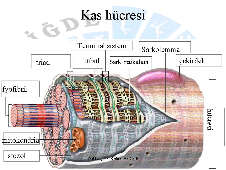 Kas hücresi Terminal sistem triad T tübül Sarkolemma çekirdek Sark. retikulum fyofibril Kas hücresi