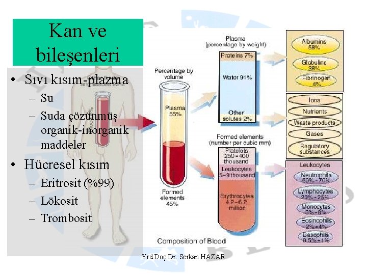 Kan ve bileşenleri • Sıvı kısım-plazma – Suda çözünmüş organik-inorganik maddeler • Hücresel kısım