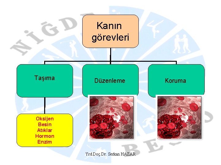 Kanın görevleri Taşıma Düzenleme Oksijen Besin Atıklar Hormon Enzim Yrd. Doç. Dr. Serkan HAZAR