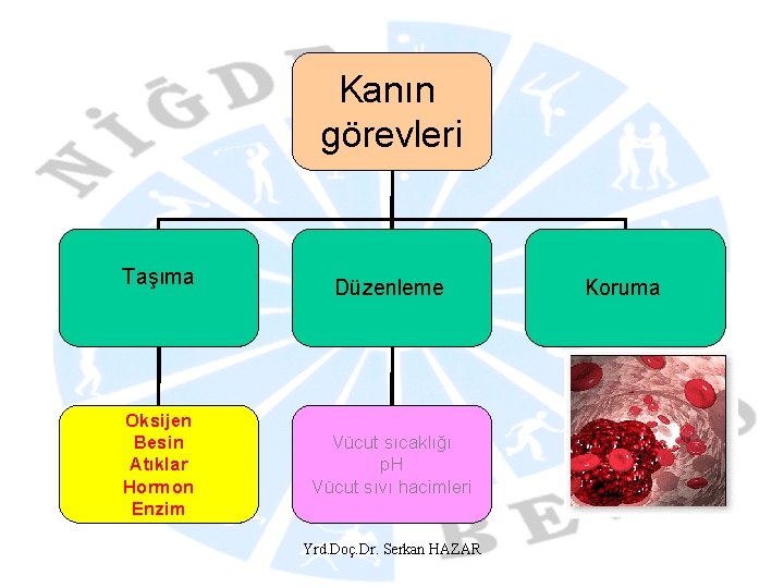 Kanın görevleri Taşıma Oksijen Besin Atıklar Hormon Enzim Düzenleme Vücut sıcaklığı p. H Vücut