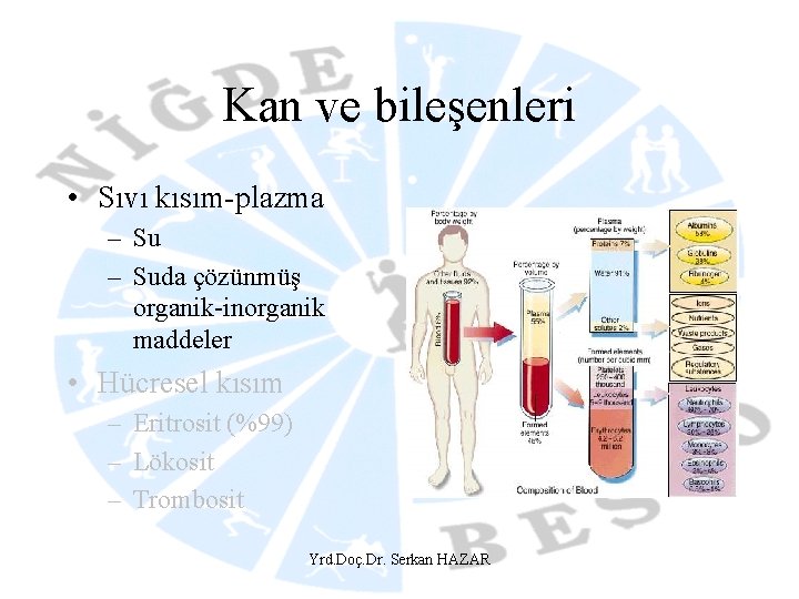 Kan ve bileşenleri • Sıvı kısım-plazma – Suda çözünmüş organik-inorganik maddeler • Hücresel kısım