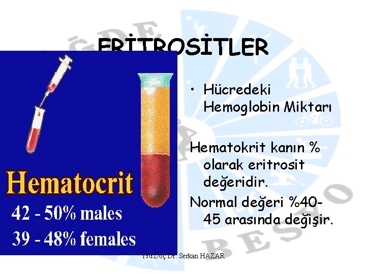 ERİTROSİTLER • Hücredeki Hemoglobin Miktarı Hematokrit kanın % olarak eritrosit değeridir. Normal değeri %4045