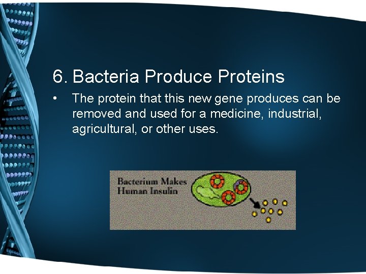 6. Bacteria Produce Proteins • The protein that this new gene produces can be