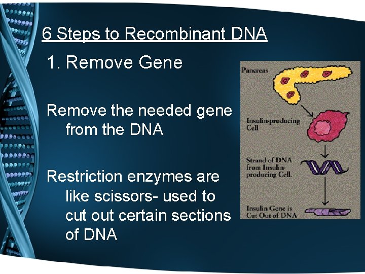 6 Steps to Recombinant DNA 1. Remove Gene Remove the needed gene from the