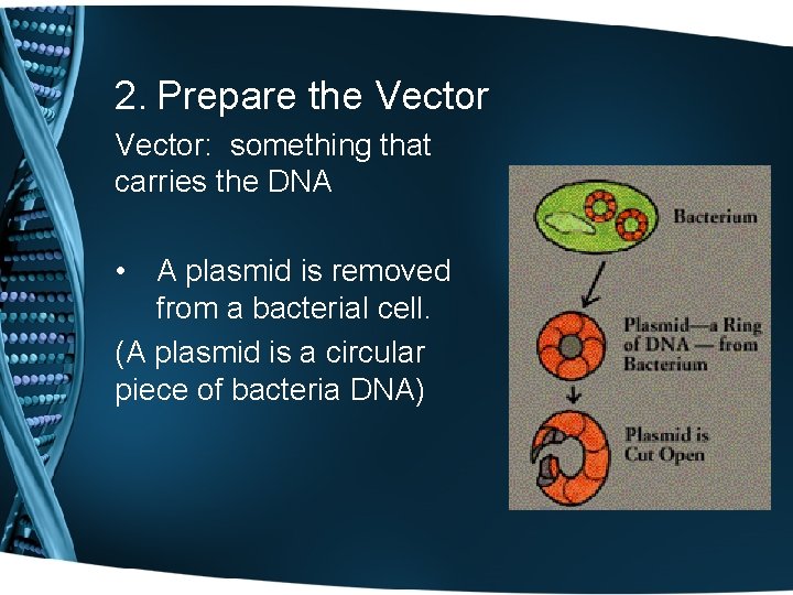 2. Prepare the Vector: something that carries the DNA • A plasmid is removed