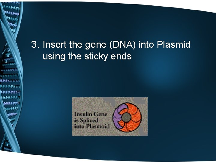 3. Insert the gene (DNA) into Plasmid using the sticky ends 