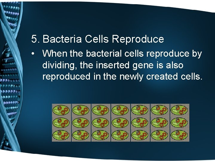 5. Bacteria Cells Reproduce • When the bacterial cells reproduce by dividing, the inserted