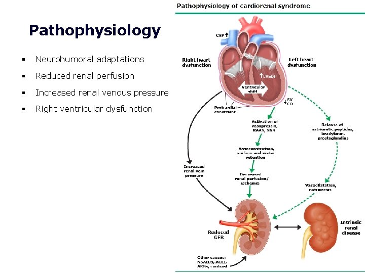 Pathophysiology § Neurohumoral adaptations § Reduced renal perfusion § Increased renal venous pressure §