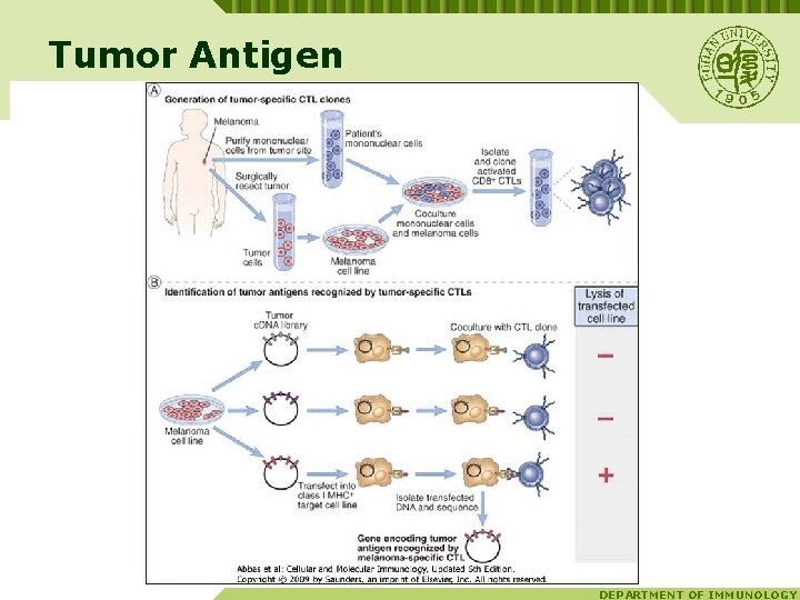 Tumor Antigen DEPARTMENT OF IMMUNOLOGY 