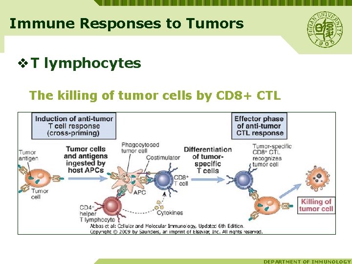 Immune Responses to Tumors v T lymphocytes The killing of tumor cells by CD