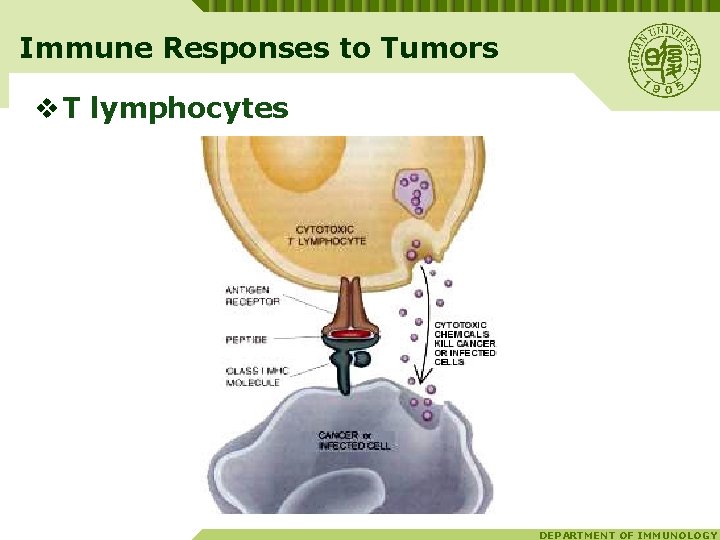 Immune Responses to Tumors v T lymphocytes DEPARTMENT OF IMMUNOLOGY 