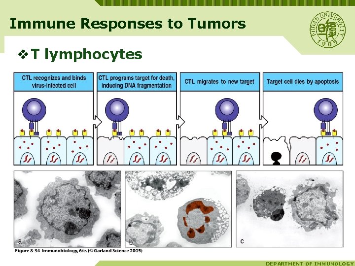 Immune Responses to Tumors v T lymphocytes DEPARTMENT OF IMMUNOLOGY 