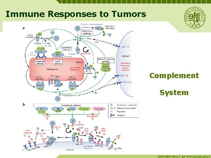 Immune Responses to Tumors Complement System DEPARTMENT OF IMMUNOLOGY 