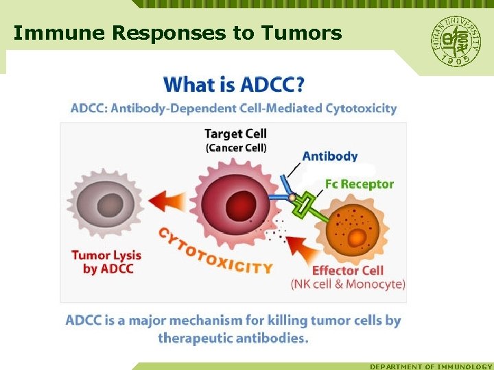 Immune Responses to Tumors DEPARTMENT OF IMMUNOLOGY 