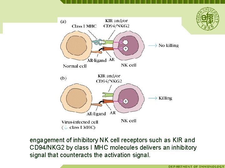 engagement of inhibitory NK cell receptors such as KIR and CD 94/NKG 2 by