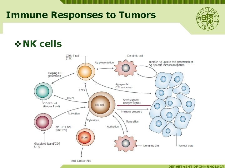 Immune Responses to Tumors v NK cells DEPARTMENT OF IMMUNOLOGY 