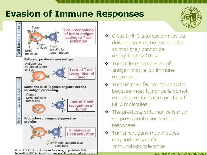 Evasion of Immune Responses v Class I MHC expression may be down-regulated on tumor