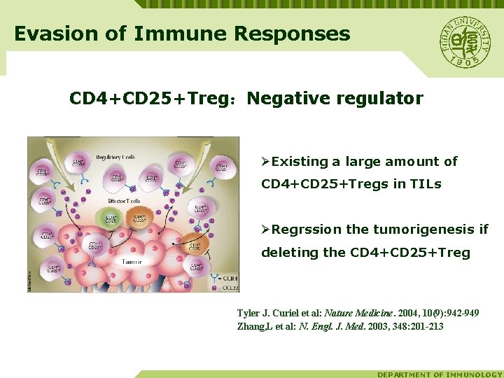 Evasion of Immune Responses CD 4+CD 25+Treg：Negative regulator ØExisting a large amount of CD