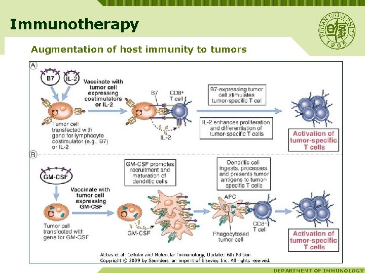 Immunotherapy Augmentation of host immunity to tumors DEPARTMENT OF IMMUNOLOGY 