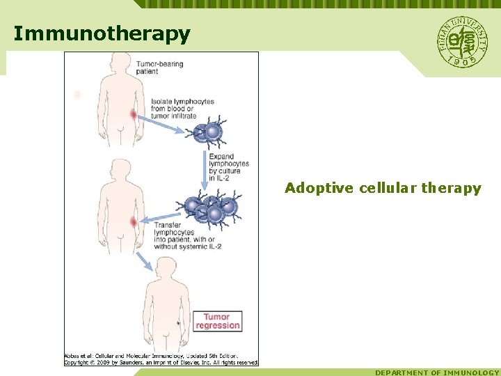 Immunotherapy Adoptive cellular therapy DEPARTMENT OF IMMUNOLOGY 