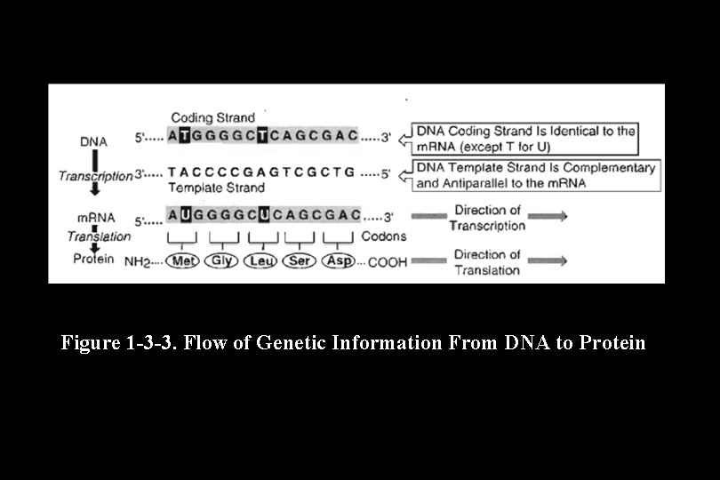 Figure 1 -3 -3. Flow of Genetic Information From DNA to Protein Figure 1 -3 -3. Flow of Genetic Information From DNA to Protein