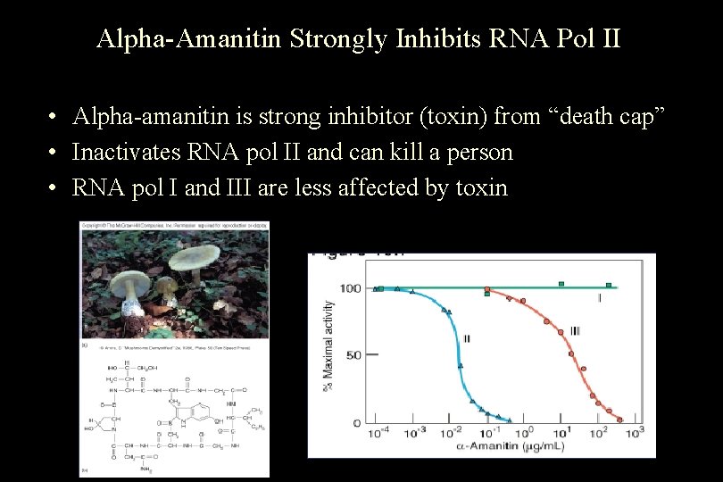 Alpha-Amanitin Strongly Inhibits RNA Pol II • Alpha-amanitin is strong inhibitor (toxin) from “death Alpha-Amanitin Strongly Inhibits RNA Pol II • Alpha-amanitin is strong inhibitor (toxin) from “death