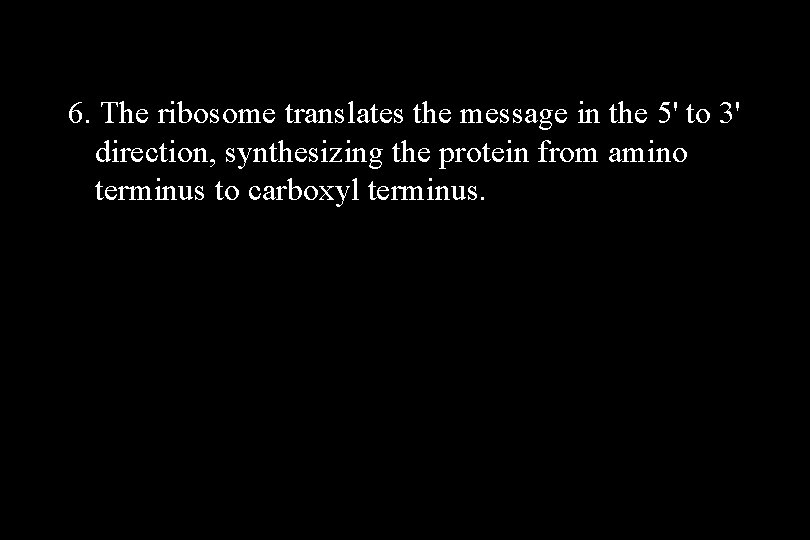 6. The ribosome translates the message in the 5' to 3' direction, synthesizing the 6. The ribosome translates the message in the 5' to 3' direction, synthesizing the