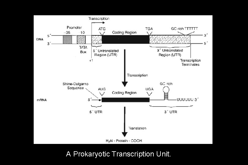 A Prokaryotic Transcription Unit. A Prokaryotic Transcription Unit.