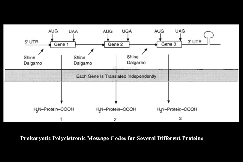 Prokaryotic Polycistronic Message Codes for Several Different Proteins Prokaryotic Polycistronic Message Codes for Several Different Proteins