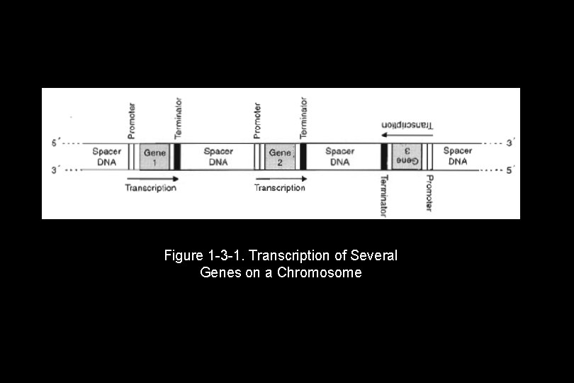 Figure 1 -3 -1. Transcription of Several Genes on a Chromosome Figure 1 -3 -1. Transcription of Several Genes on a Chromosome