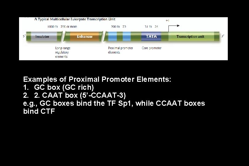 Examples of Proximal Promoter Elements: 1. GC box (GC rich) 2. 2. CAAT box Examples of Proximal Promoter Elements: 1. GC box (GC rich) 2. 2. CAAT box