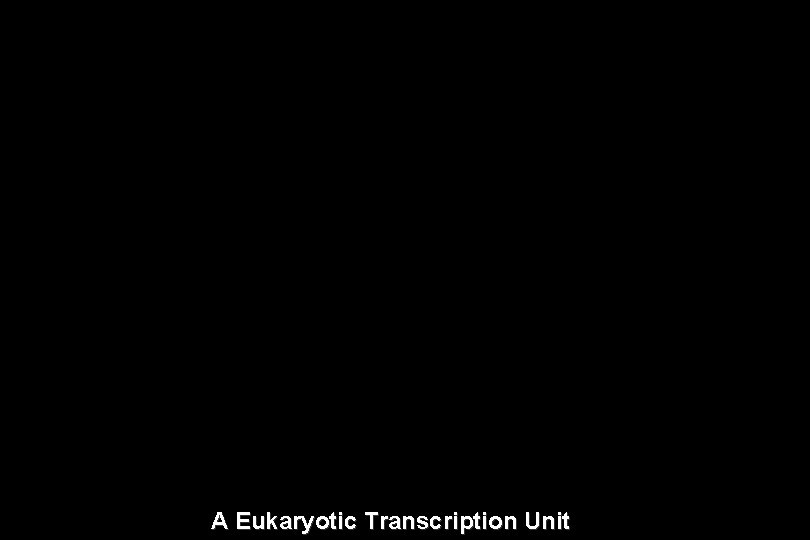 A Eukaryotic Transcription Unit A Eukaryotic Transcription Unit