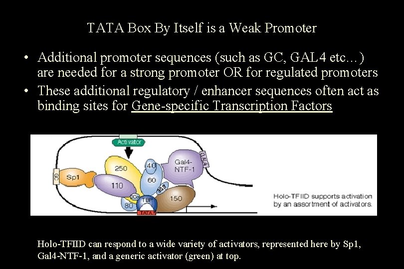 TATA Box By Itself is a Weak Promoter • Additional promoter sequences (such as TATA Box By Itself is a Weak Promoter • Additional promoter sequences (such as