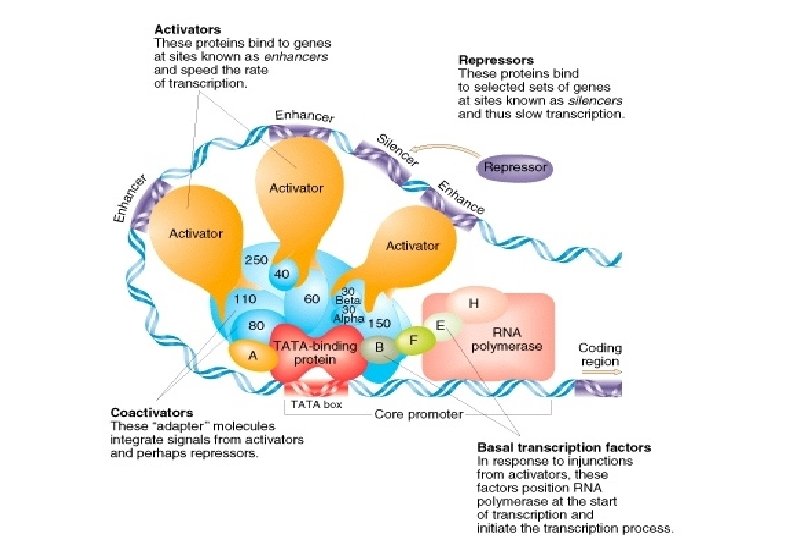 Promoters, enhancers, silencers etc. Promoters, enhancers, silencers etc.