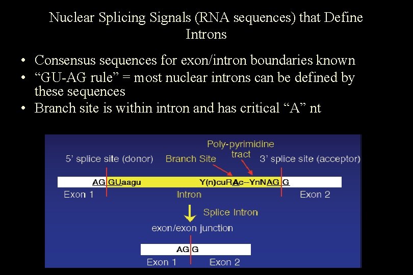 Nuclear Splicing Signals (RNA sequences) that Define Introns • Consensus sequences for exon/intron boundaries Nuclear Splicing Signals (RNA sequences) that Define Introns • Consensus sequences for exon/intron boundaries