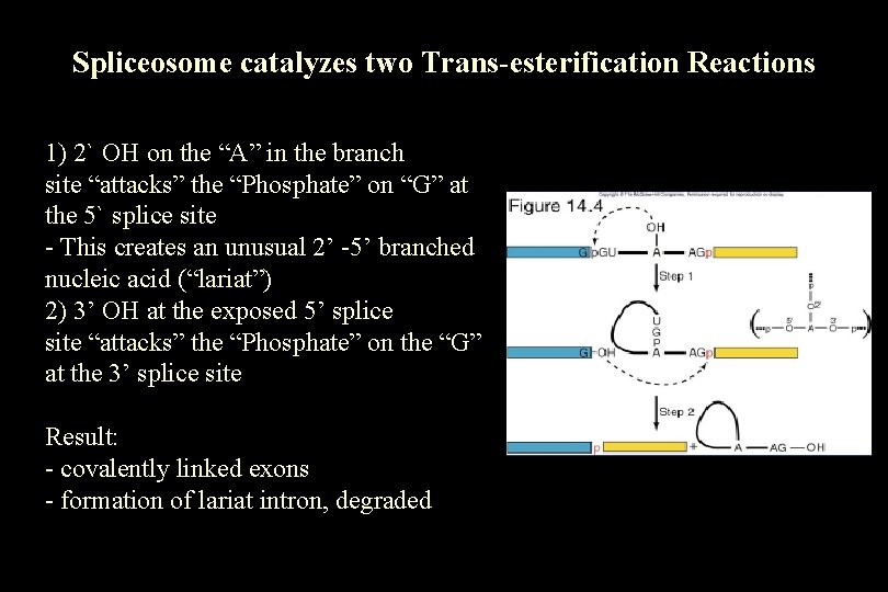 Spliceosome catalyzes two Trans-esterification Reactions 1) 2` OH on the “A” in the branch Spliceosome catalyzes two Trans-esterification Reactions 1) 2` OH on the “A” in the branch