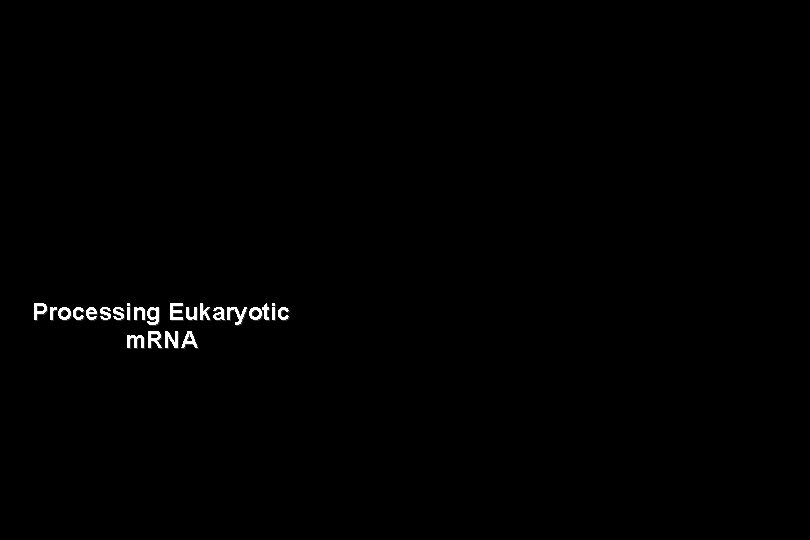 Processing Eukaryotic m. RNA Processing Eukaryotic m. RNA
