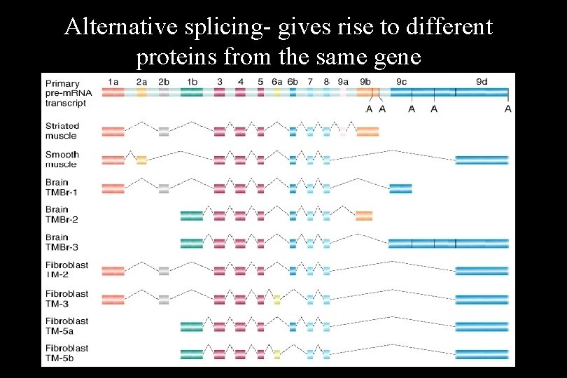 Alternative splicing- gives rise to different proteins from the same gene Alternative splicing- gives rise to different proteins from the same gene