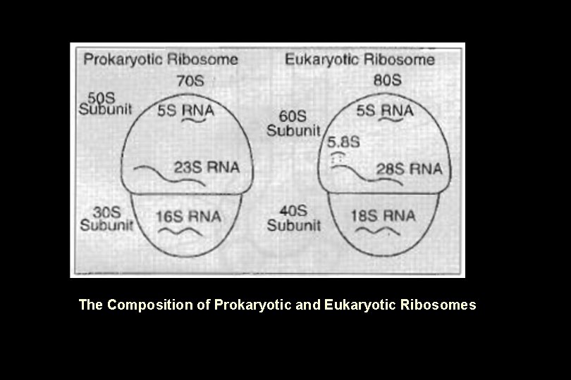 The Composition of Prokaryotic and Eukaryotic Ribosomes The Composition of Prokaryotic and Eukaryotic Ribosomes