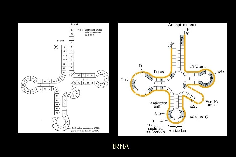 t. RNA t. RNA