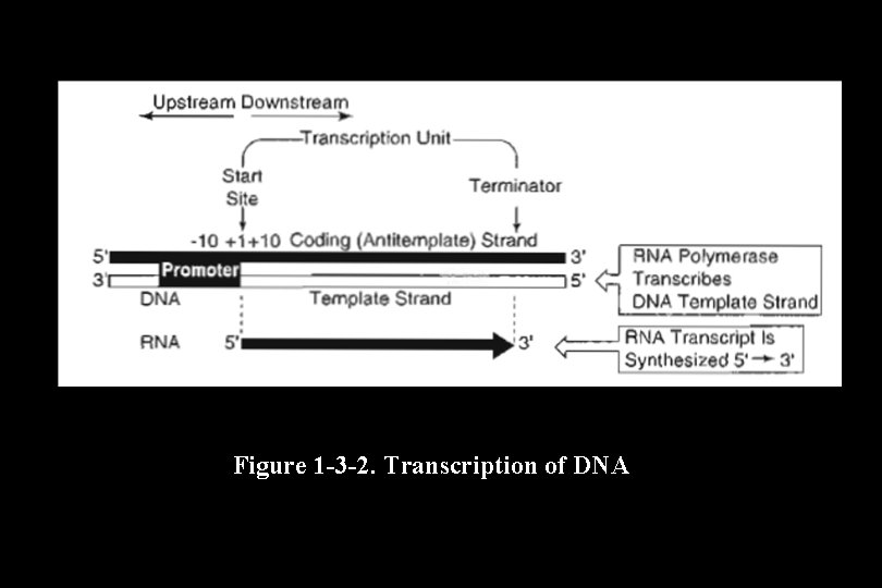 Figure 1 -3 -2. Transcription of DNA Figure 1 -3 -2. Transcription of DNA