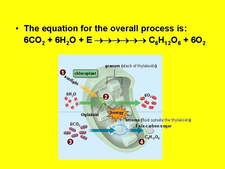  • The equation for the overall process is: 6 CO 2 + 6