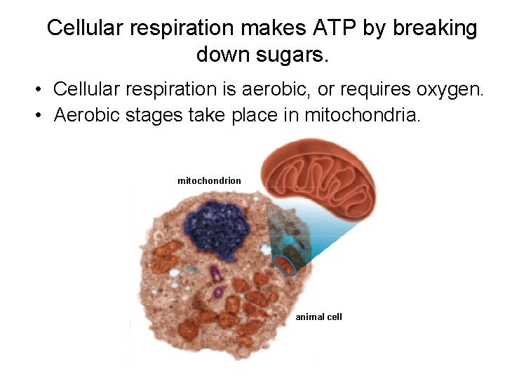 Cellular respiration makes ATP by breaking down sugars. • Cellular respiration is aerobic, or