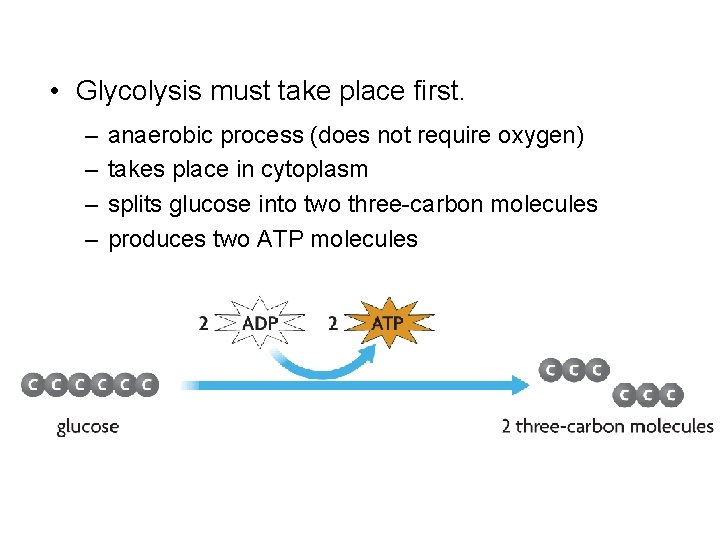  • Glycolysis must take place first. – – anaerobic process (does not require