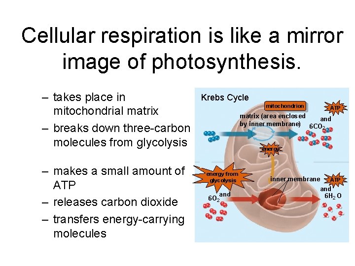 Cellular respiration is like a mirror image of photosynthesis. – takes place in mitochondrial
