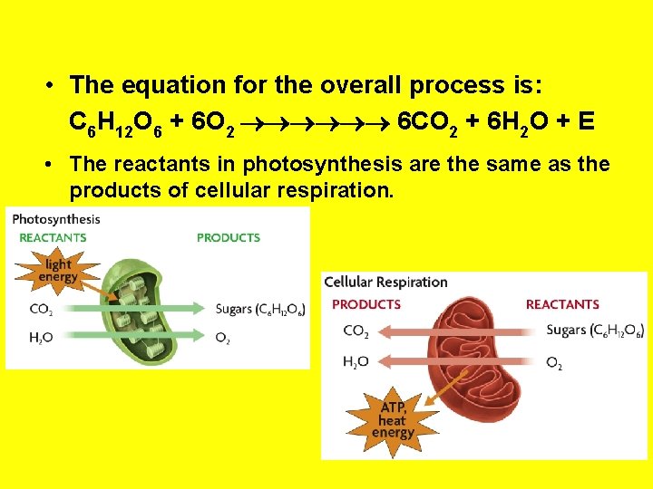  • The equation for the overall process is: C 6 H 12 O