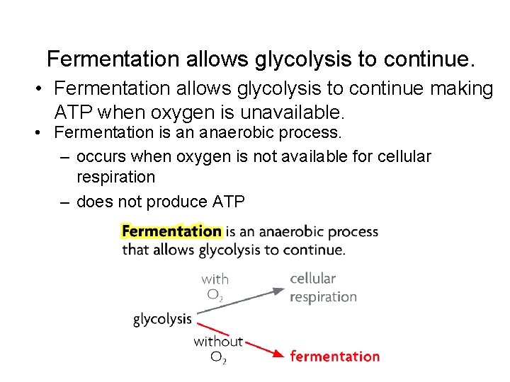 Fermentation allows glycolysis to continue. • Fermentation allows glycolysis to continue making ATP when